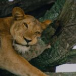 Uganda: 7-Day Big Five, Gorilla, and Chimpanzee Safari - FAQ