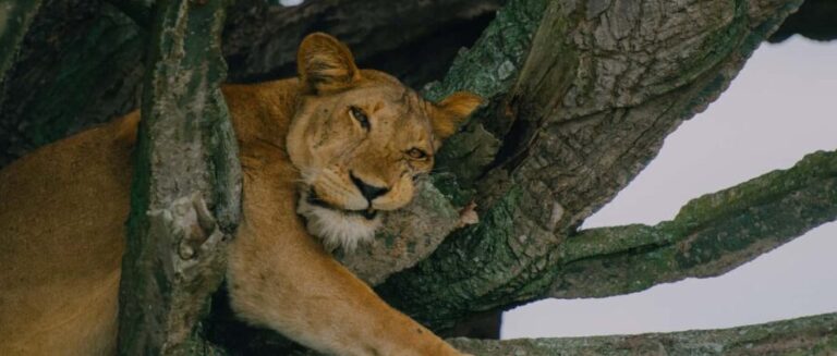 Uganda: 7-Day Big Five, Gorilla, and Chimpanzee Safari - FAQ