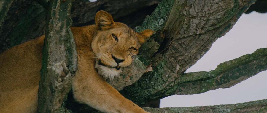 Uganda: 7-Day Big Five, Gorilla, and Chimpanzee Safari - FAQ