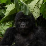 Uganda: 7-Day Bwindi Gorilla Safari Tour with Guide - Why This Tour Offers Great Value