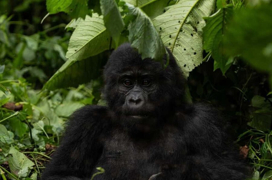 Uganda: 7-Day Bwindi Gorilla Safari Tour with Guide - Why This Tour Offers Great Value