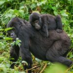 Uganda: 7-Day Wildlife Safari and Gorilla Trekking - Authentic Experiences & Insider Insights
