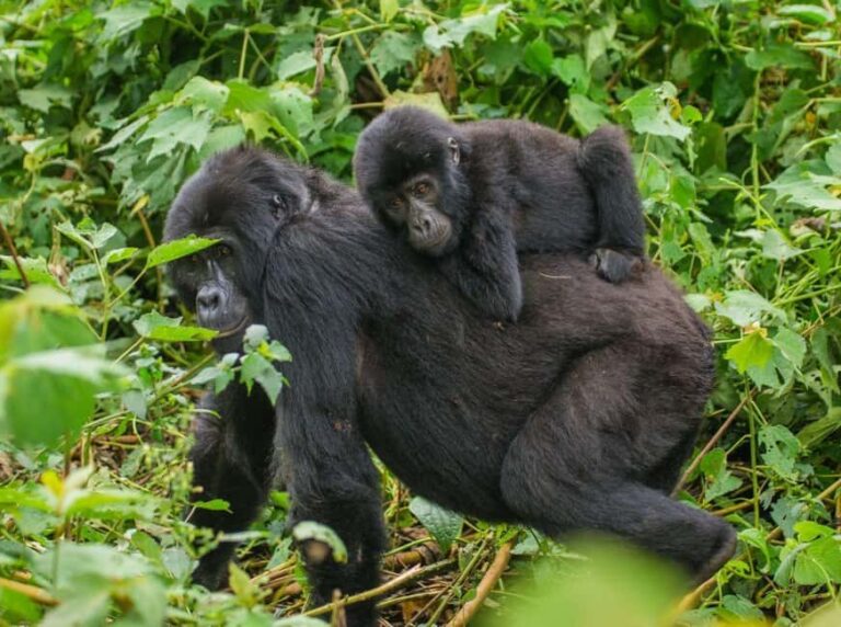 Uganda: 7-Day Wildlife Safari and Gorilla Trekking - Authentic Experiences & Insider Insights