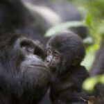 Uganda: 8-Day Wildlife, Gorilla and Chimp Trekking Safari - Exploring Uganda’s Wildlife and Landscapes in 8 Days