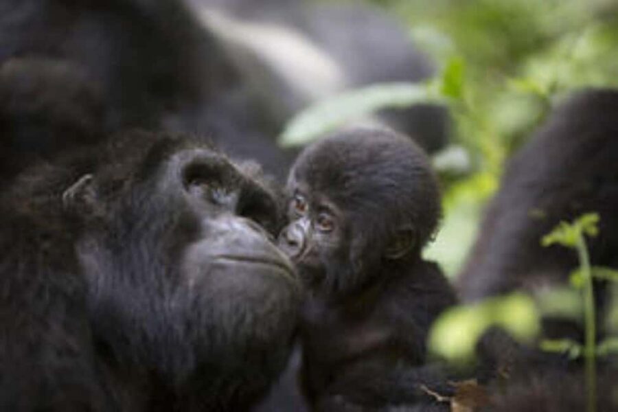 Uganda: 8-Day Wildlife, Gorilla and Chimp Trekking Safari - Exploring Uganda’s Wildlife and Landscapes in 8 Days