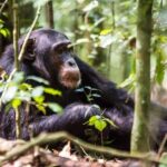 Uganda: 9-Day Midrange Wildlife, Chimps & Gorilla Safari - Exploring Each Day of the Tour