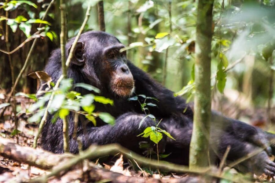 Uganda: 9-Day Midrange Wildlife, Chimps & Gorilla Safari - Exploring Each Day of the Tour