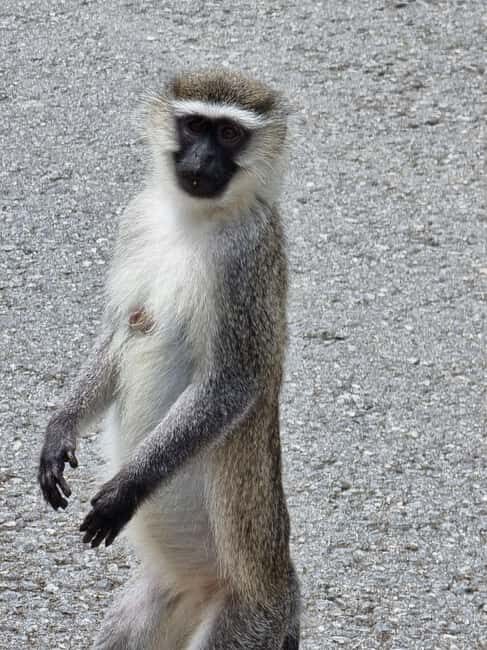 Uganda and Rwanda: 8-Day Gorillas and Wildlife Safari - What Makes This Tour Stand Out