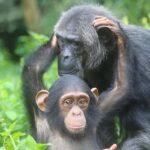 Uganda :Chimpazee Trekking at Kibale Park & Fort Portal tour - Practical Details and Value