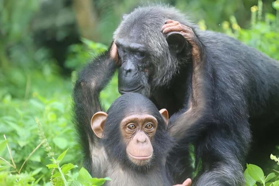 Uganda :Chimpazee Trekking at Kibale Park & Fort Portal tour - Practical Details and Value