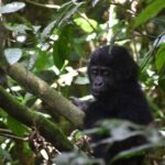 Uganda: Gorilla Trekking and Walking Safari 6-Day Tour - The Itinerary: What You’ll Experience Day-by-Day