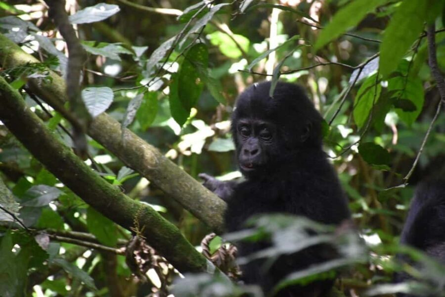 Uganda: Gorilla Trekking and Walking Safari 6-Day Tour - The Itinerary: What You’ll Experience Day-by-Day