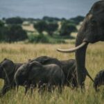 Uganda:5-Day Kibale Chimps & Queen Elizabeth Wildlife Safari - Overall Value and Experience