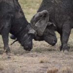 Ultimate 5 Days Amboseli Tsavo West & Tsavo East Safari. - In-Depth Breakdown of the Itinerary