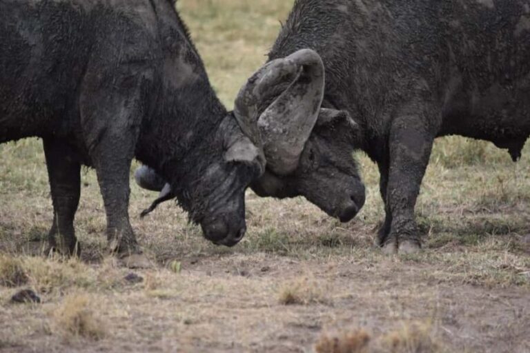 Ultimate 5 Days Amboseli Tsavo West & Tsavo East Safari. - In-Depth Breakdown of the Itinerary
