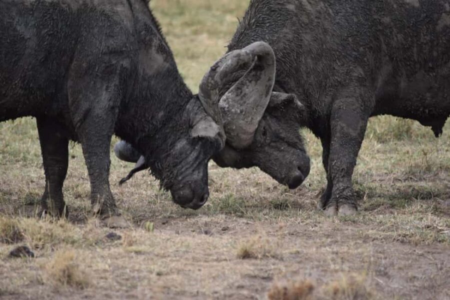 Ultimate 5 Days Amboseli Tsavo West & Tsavo East Safari. - In-Depth Breakdown of the Itinerary