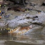 Ultimate Daintree Rainforest Wildlife Experience Cruise - Authentic Encounters That Matter