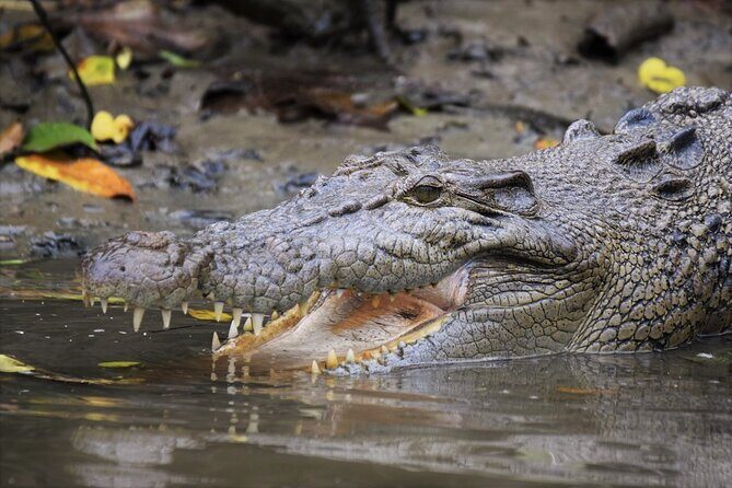 Ultimate Daintree Rainforest Wildlife Experience Cruise - Authentic Encounters That Matter