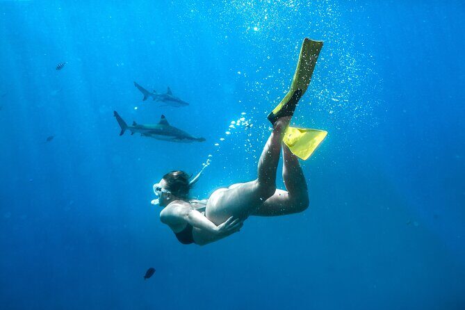 Ultimate Encounter Snorkel with Sharks in Fiji - Island Facilities and Relaxation