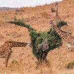 Ultimate Safari: Nairobi Park Game Drive & Sunset Sundowner - A Deep Dive into the Experience