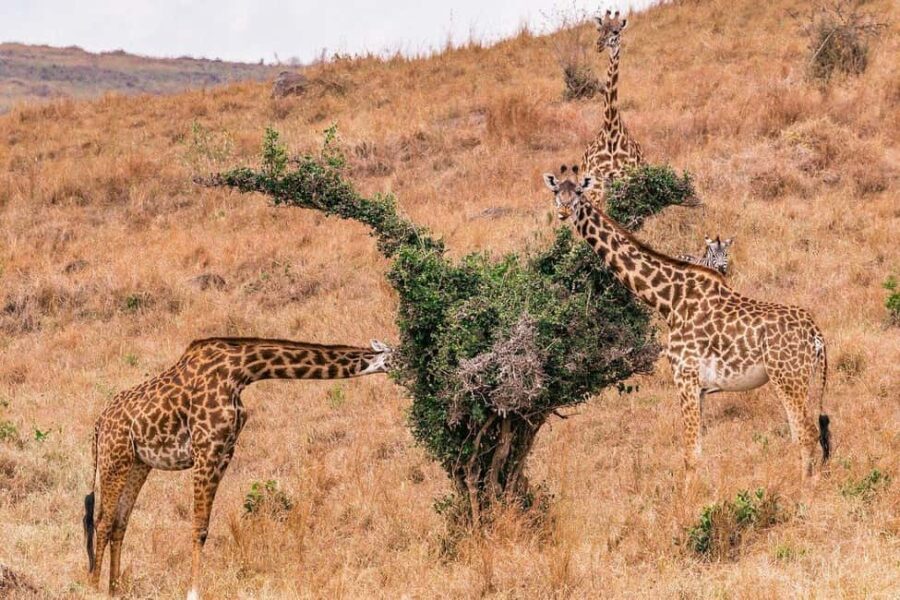 Ultimate Safari: Nairobi Park Game Drive & Sunset Sundowner - A Deep Dive into the Experience