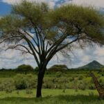 Unforgettable day trip from Zanzibar to Nyerere NP by flight - Why This Tour Offers Great Value