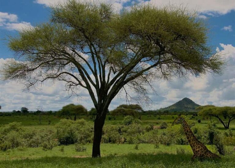 Unforgettable day trip from Zanzibar to Nyerere NP by flight - Why This Tour Offers Great Value