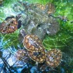 Vanuatu Cultural Village, Waterfalls, Turtles and Blue Lagoon - Who Will Love This Tour?