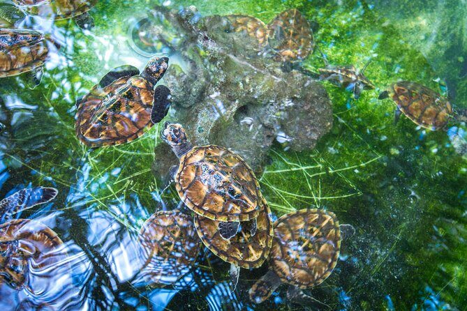Vanuatu Cultural Village, Waterfalls, Turtles and Blue Lagoon - Who Will Love This Tour?