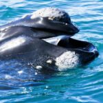 Victor Harbor: Southern Ocean Adventure Cruise with Guide - Practical Details and What to Expect