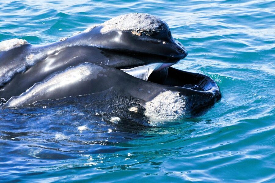 Victor Harbor: Southern Ocean Adventure Cruise with Guide - Practical Details and What to Expect