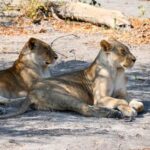 Victoria Falls: 4-Day Tour with Chobe - What the Tour Includes and What to Keep in Mind