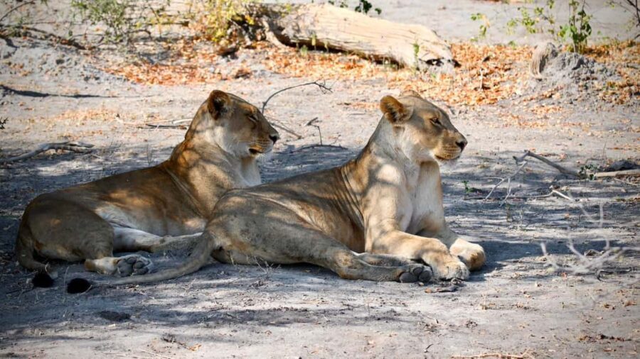 Victoria Falls: 4-Day Tour with Chobe - What the Tour Includes and What to Keep in Mind