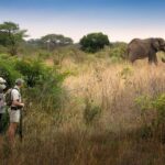 Victoria Falls and Hwange National Park 4-Day Safari Tour - The Experience: What Travelers Can Expect