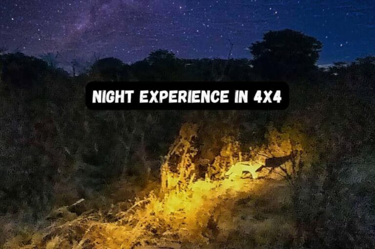 Victoria Falls: Flashlight Bush Experience and Stargazing - An Overview of the Tour Experience