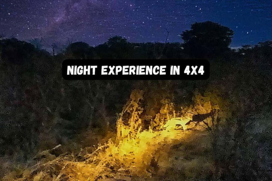 Victoria Falls: Flashlight Bush Experience and Stargazing - An Overview of the Tour Experience