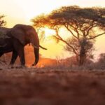 Victoria Falls Full Day Game Drive - The Practical Details