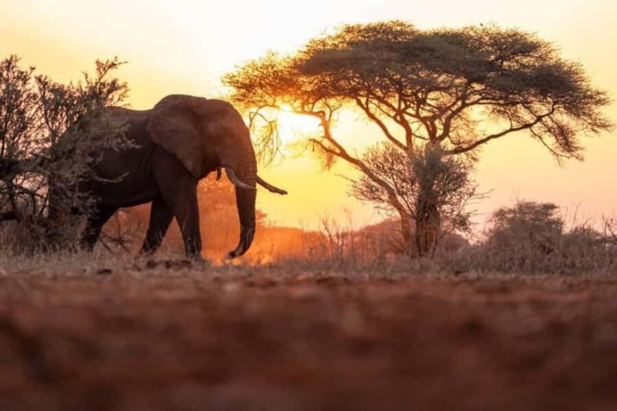 Victoria Falls Full Day Game Drive - The Practical Details