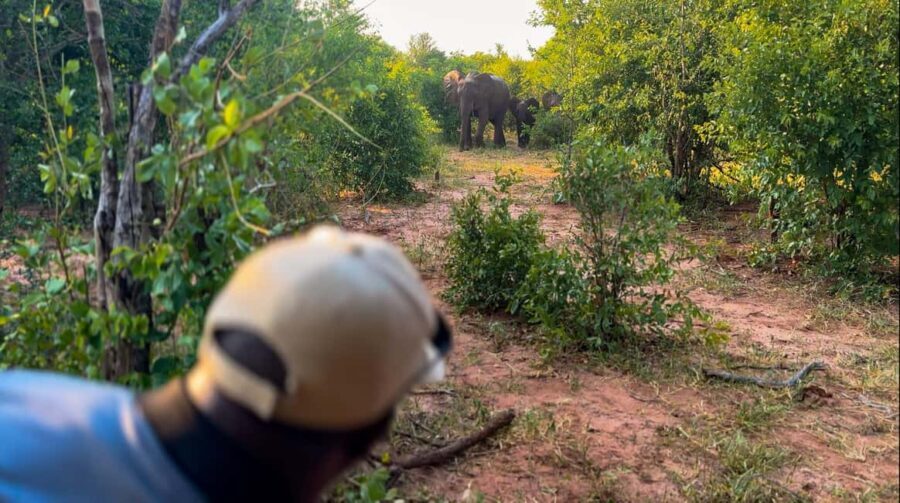 Victoria Falls: Game Walk in the Zambezi National Park - How the Tour Fits Into Your Trip