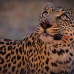 Victoria falls: Night Game Drive with 3-Course Bush Dinner - Dining Under the Stars: The 3-Course Bush Dinner