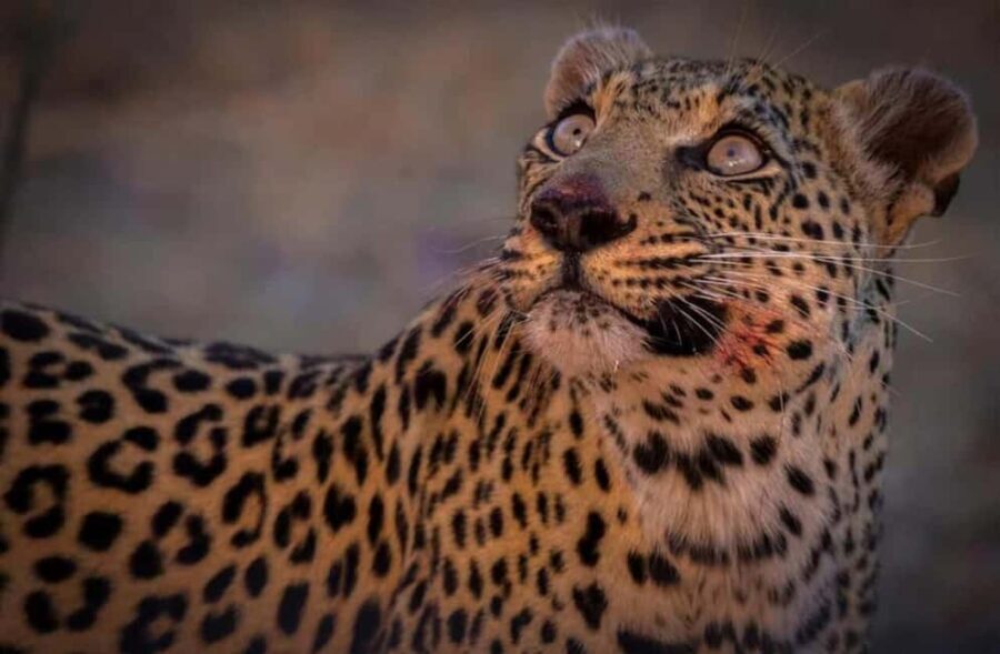 Victoria falls: Night Game Drive with 3-Course Bush Dinner - Dining Under the Stars: The 3-Course Bush Dinner