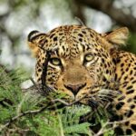 Victoria Falls: Quadripoint and Chobe Day Trip with Lunch - What Travelers Love About This Tour