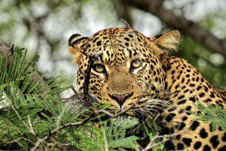Victoria Falls: Quadripoint and Chobe Day Trip with Lunch - What Travelers Love About This Tour