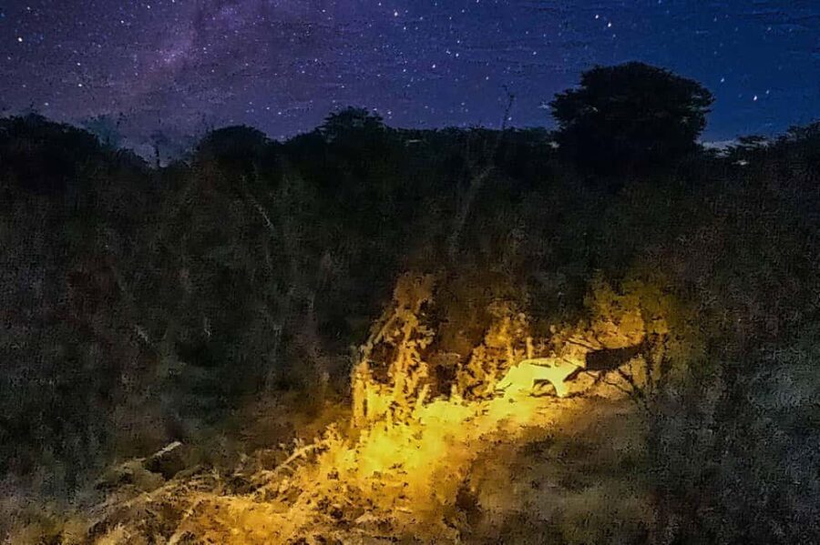 Victoria Falls: Stargazing Safari - Why This Tour Works Well