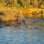 Victoria Falls: Sunset Cruise with 2 Shearwater Activities - Why This Tour Offers Great Value