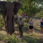 Victoria Falls: Through the eye of an elephant - Who Should Consider This Tour?