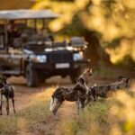 Victoria Falls to Chobe Full Day Trip x - An In-Depth Look at the Victoria Falls to Chobe Full Day Trip