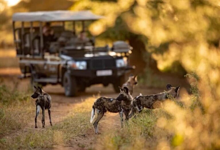 Victoria Falls to Chobe Full Day Trip x - An In-Depth Look at the Victoria Falls to Chobe Full Day Trip