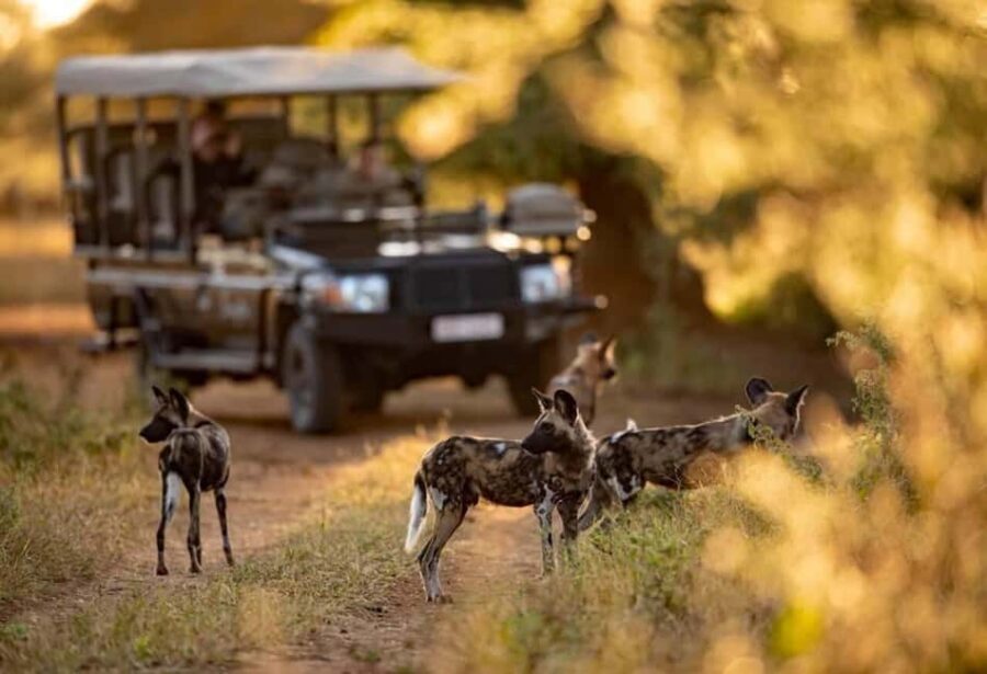 Victoria Falls to Chobe Full Day Trip x - An In-Depth Look at the Victoria Falls to Chobe Full Day Trip