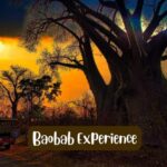Victoria Falls: Vulture Safari and Bush Walk - What You’ll Love About This Tour